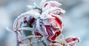 Rote Blütenknospe bedeckt von Raureif wachsen an einem Zweig winterlicher Pflanze in einer frostigen Umgebung