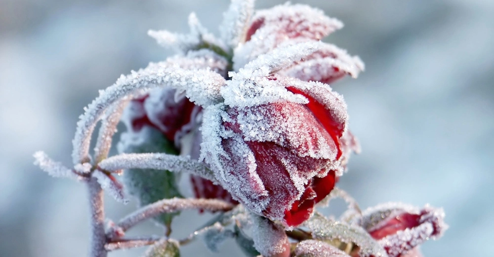 Rote Blütenknospe bedeckt von Raureif wachsen an einem Zweig winterlicher Pflanze in einer frostigen Umgebung