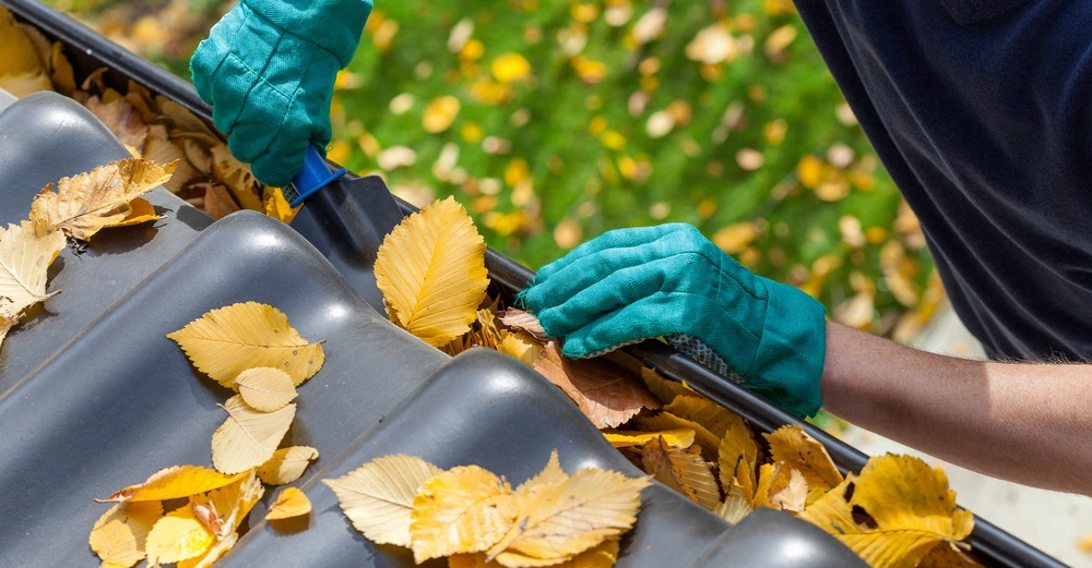 Eine Person säubert mit behandschuhten Händen eine Dachrinne von gelben Herbstblättern in einer grünen, herbstlichen Gartenumgebung.