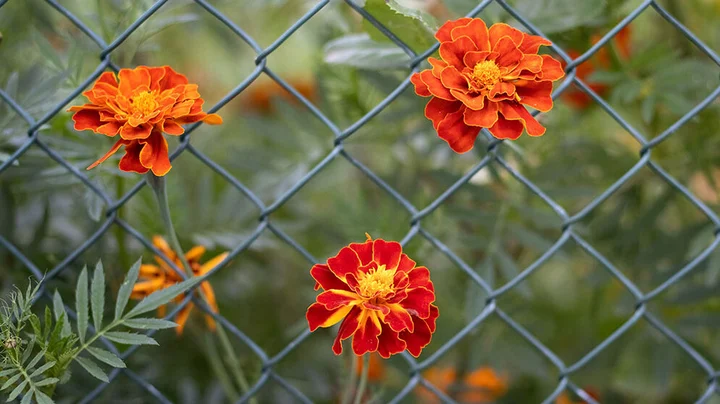 Schöne orange-rote Blumen wachsen durch einen Zaun auf das Nachbarsgrundstück.