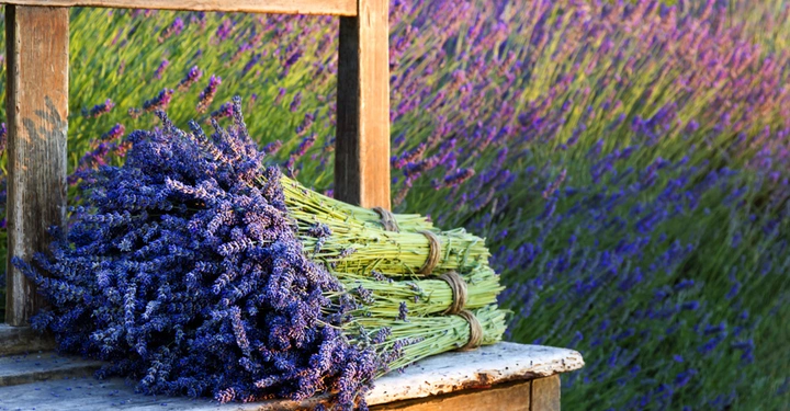 großer Lavendelstrauß liegt auf Holzbank im Sonnenuntergang. Dahinter ein großes Lavendelfeld mit traumhaft lilanem Lavendel.