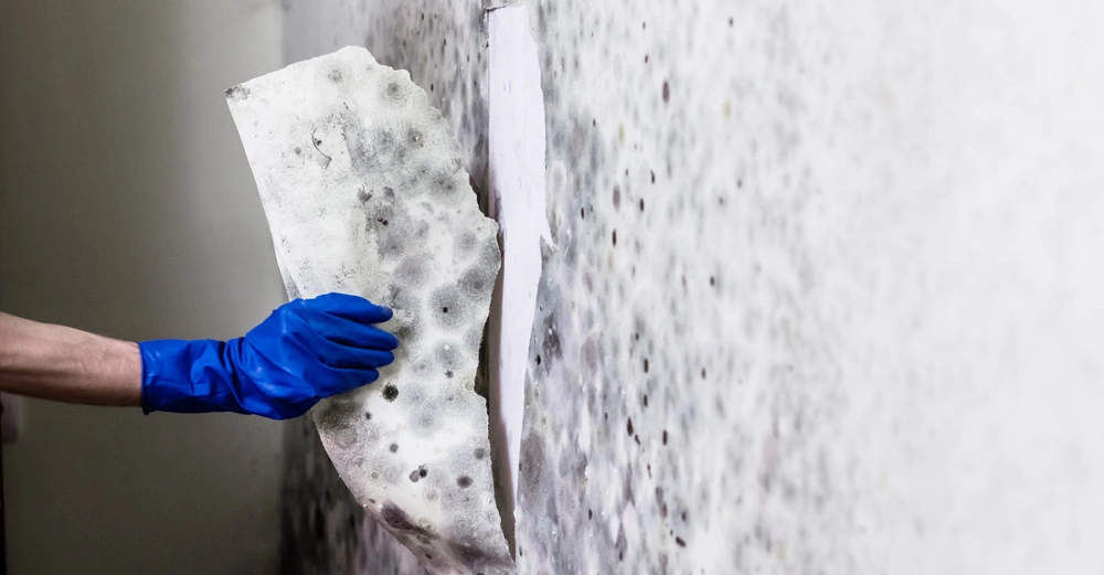 Eine Hand mit einem blauen Handschuh zieht Schimmel- und feuchtebeschichtetes Tapetenstück von einer stark mit Schimmel bedeckten Wand in einem Innenraum.
