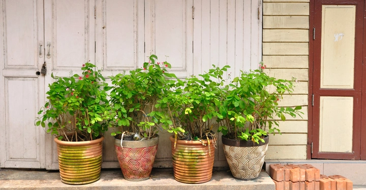 Pflanzen in dekorativen Töpfen stehen vor geschlossenen weißen Holztüren ein Stapel roter Ziegelsteine liegt am rechten Bildrand auf dem Boden