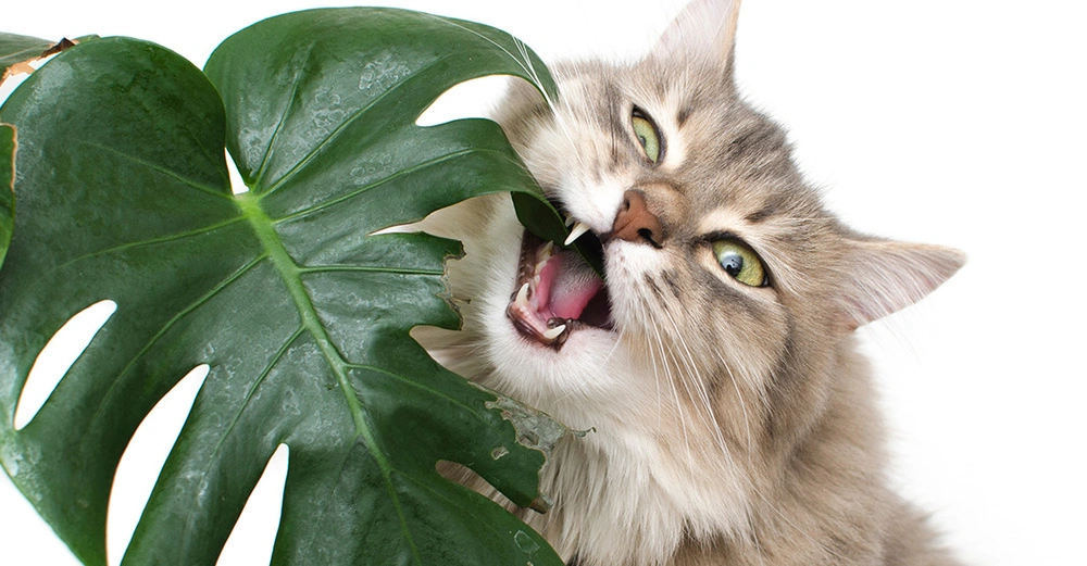 Katze frisst grünes Blatt einer Zimmerpflanze. Haustierfreundliche Pflanzen für ein sicheres Zuhause für Katzen.