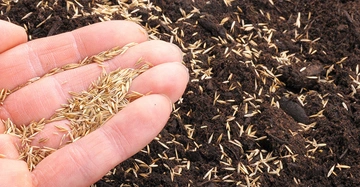 Hand hält Grassamen über eine Erdoberfläche und streut sie aus.