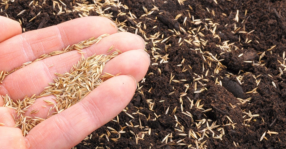 Hand hält Grassamen über eine Erdoberfläche und streut sie aus.