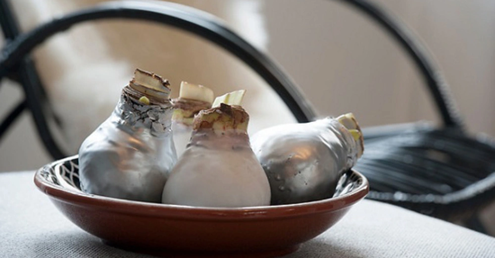 Drei Blumenzwiebeln liegen in einer braunen Schüssel auf einem Tisch in einem Innenraum mit schwarzen Stühlen im Hintergrund.