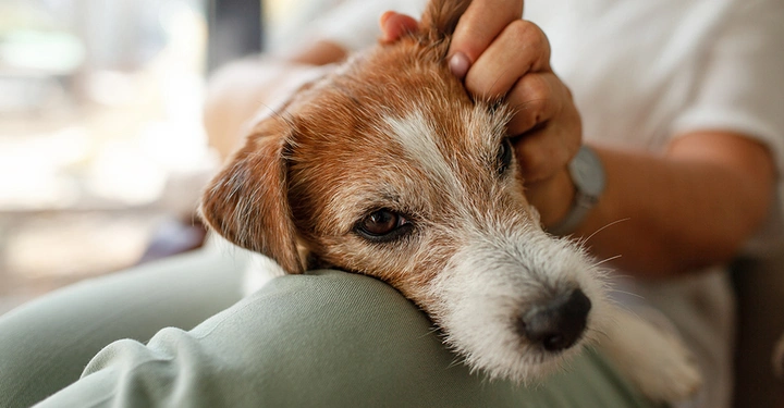 Ein Hund in einer Mietwohnung in der Stadt. Darf der Vermieter Haustiere verbieten?