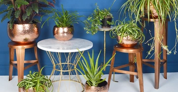 Kupferfarbene Pflanzentöpfe mit verschiedenen grünen Pflanzen stehen auf hölzernen Hockern und einem Marmortisch in einem Raum mit blau gestrichenen Wänden.