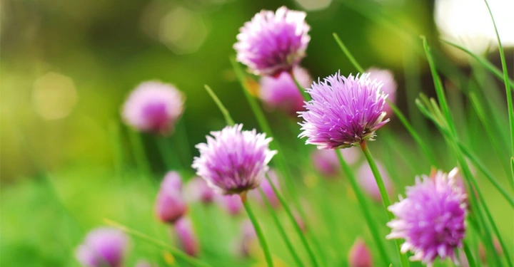 Lila Blüten blühen auf schlanken grünen Stielen umgeben von unscharfem grünem Gras und Bäumen bei Tageslicht