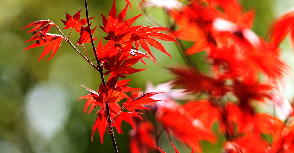 Leuchtend rote Ahornblätter hängen an Zweigen im Vordergrund eines verschwommenen grünen Hintergrunds