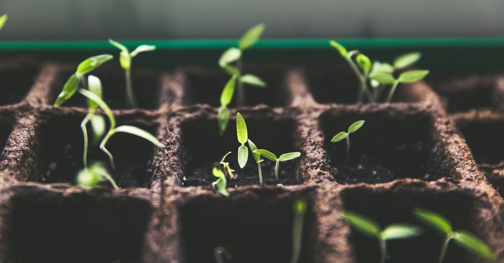 Kleine grüne Pflanzensprossen wachsen aus braunen, quadratischen Torf-Töpfen in einer Reihe, befinden sich in einem hellen Raum und sind im frühen Wachstumsstadium.