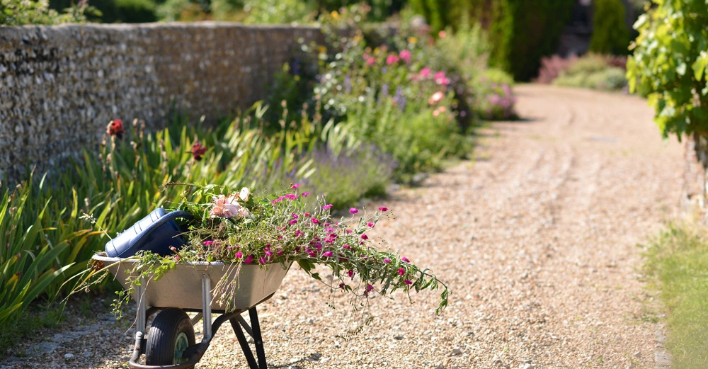 Schubkarre transportiert blühende Pflanzen und eine Gießkanne entlang eines Gartenwegs mit gepflasterter Mauer links und blühenden Sträuchern rechts im sonnigen Garten.