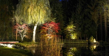 Baum beleuchtet Park bei Nacht beleuchtet Bäume und Pflanzen umgeben ruhiger Teich und Wald im Hintergrund