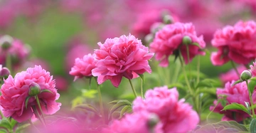 Rosa Pfingstrosen blühen in einem Feld mit grünen Stängeln und Blättern im Hintergrund mehrere unscharfe Blüten.