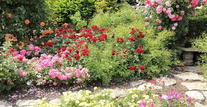 Bunte Rosenbüsche blühen im mittleren Bereich eines gut gepflegten Gartens mit Steinwegen und üppigem Grün im Hintergrund