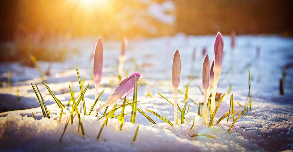 wunderschöne lila Krokusse wachsen aus schneebedeckter Erde, im Hintergrund Sonnenaufgang