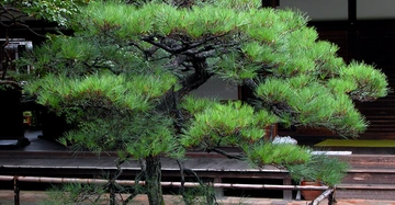 Ein kleiner Baum mit dichtem grünen Laub steht in einem gepflegten Garten vor einem traditionellen japanischen Gebäude mit einer hölzernen Veranda im Hintergrund.