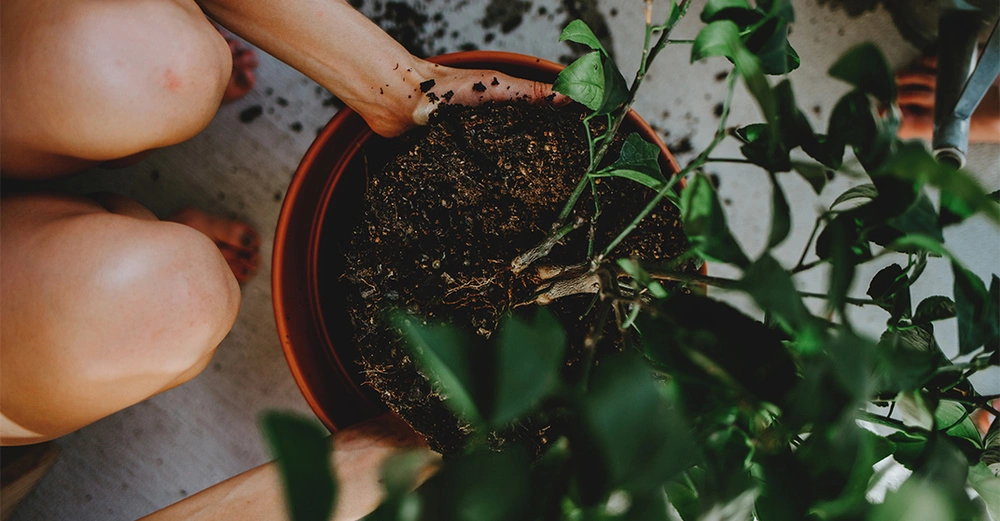 Hände pflanzen einen Baum in einen Topf auf einem Boden bei Tageslicht mit verstreuter Erde.