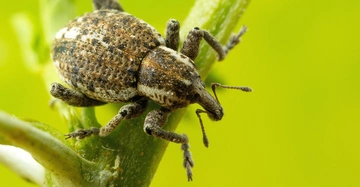 Ein brauner Käfer krabbelt auf einem grünen Pflanzenstängel in einer stark vergrößerten Ansicht vor einem unscharfen gelb-grünen Hintergrund.