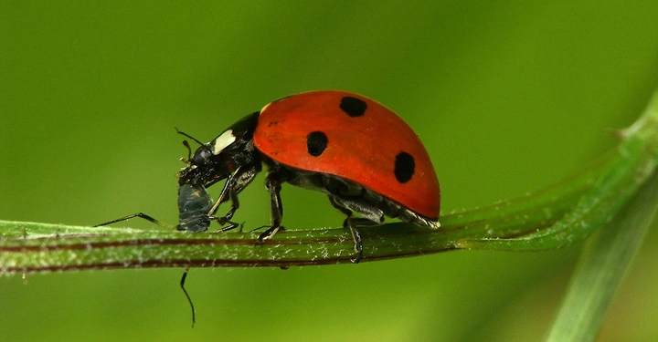 Marienkäfer sitzt auf einem grünen Blatt und frisst eine Blattlaus in einer natürlichen grünen Umgebung.