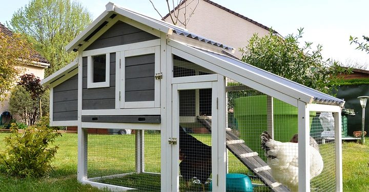Hühner bewegen sich in einem modernen Hühnerstall in einem Garten mit grünen Pflanzen und einem Wohnhaus im Hintergrund