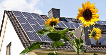 Sonnenblumen wachsen vor einem Haus mit Solarpaneelen auf dem Dach unter einem blauen Himmel mit weißen Wolken.
