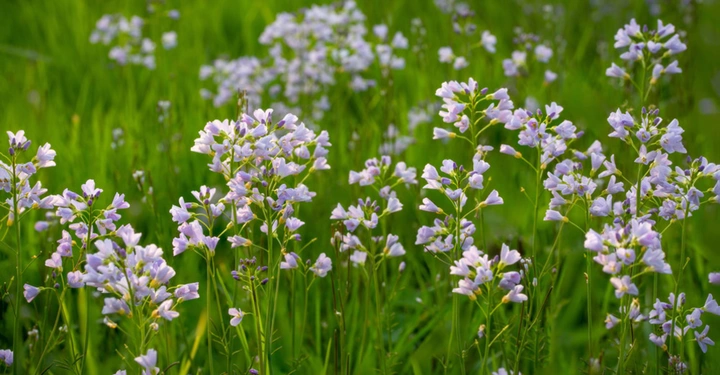 weiß blühendes Wiesenschaumkraut auf grüner Wiese