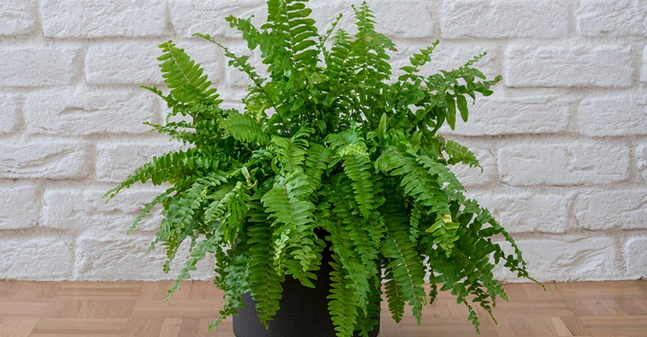 Zimmerfarn in schwarzem Topf auf hellem Parkett und vor geweißelter Backsteinzimmerwand.