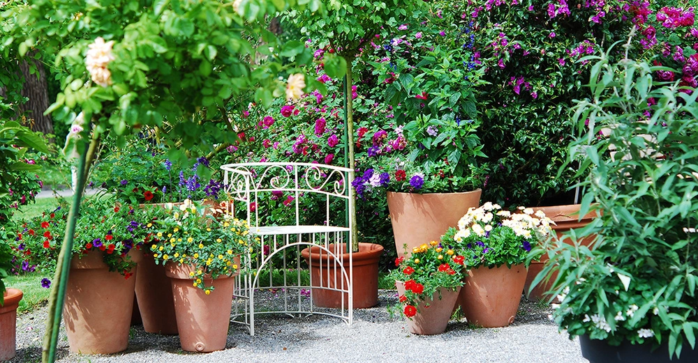 Steinterrasse mit zahlreichen nebeneinander stehenden Tontöpfen mit Kübelpflazen, einige blühend, andere grün