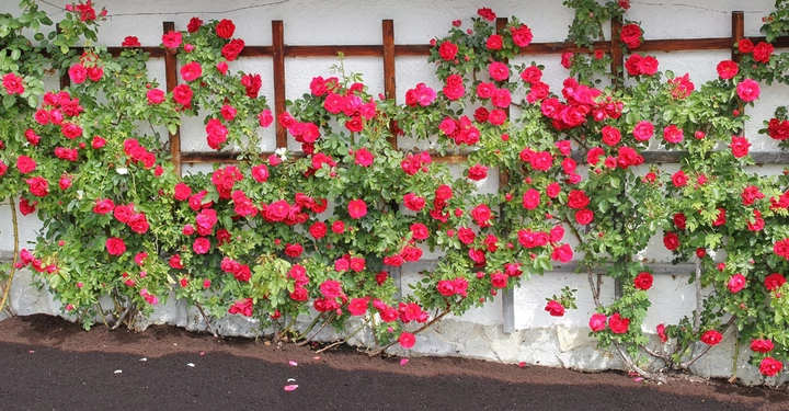 Rote Rosen ranken an einem Holzgitter an einer weißen Wand entlang Eine Asphaltstraße verläuft vor den Pflanzen
