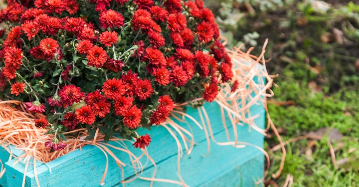 Roter Blumenkorb steht auf blauem Holzkasten umgeben von Gras und Pflanzen im Garten.