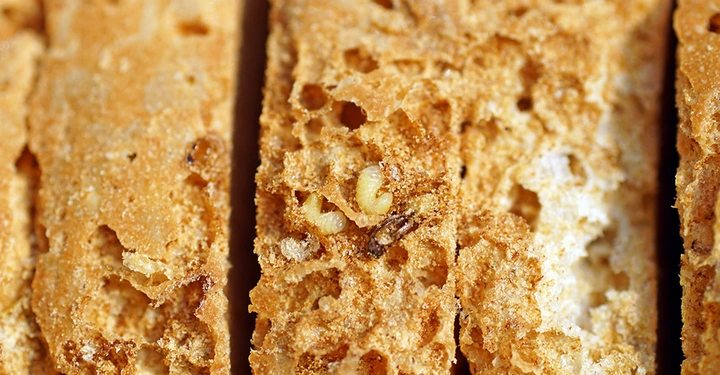 Nahaufnahme von Larven und Fraßspuren in einer Scheibe Brot als Beispiel für Befall durch Vorratsschädlinge.