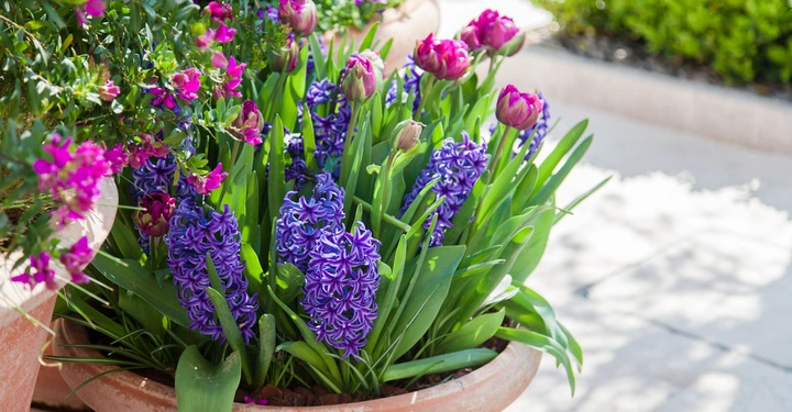 Blumentopf enthält violette Hyazinthen und rosa Tulpen in voller Blüte. Benachbart stehen Töpfe mit anderen blühenden Pflanzen. Der Hintergrund zeigt einen gepflasterten Gartenweg und grüne Büsche.
