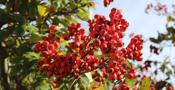 Großaufnahme der knallroten Früchte der Mehlbeere, Baum des Jahres 2025 in Österreich.