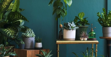 Verschiedene grüne Zimmerpflanzen vor einem petrolfarbenen Hintergrund.