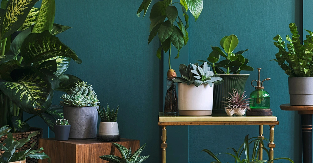 Verschiedene grüne Zimmerpflanzen vor einem petrolfarbenen Hintergrund.