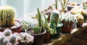 Eine Sammlung aus verschiedenen Kakteen steht auf einem sonnigen Fensterbrett.