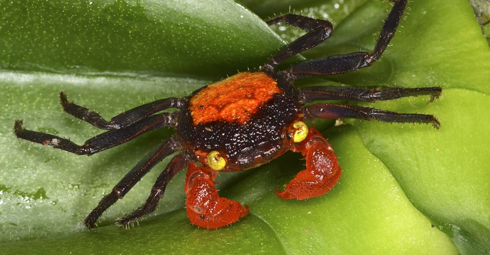 Krabbe mit orange-schwarzer Schale und leuchtend roten Scheren krabbelt auf einer glänzenden grünen Pflanze in einem dicht bewachsenen tropischen Umfeld.