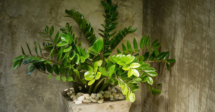 Glücksfeder in Steintopf mit Zierkies vor Betonwand.