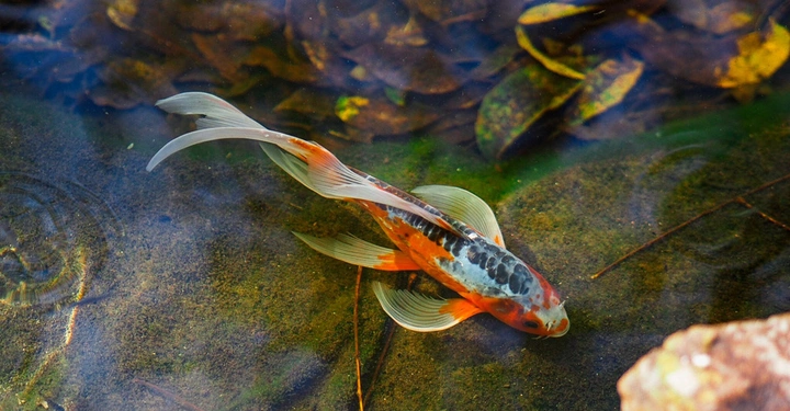 Ein Koi-Fisch schwimmt in klarem Wasser über einem steinigen Grund umgeben von blauen und braunen Blättern und Schatten.