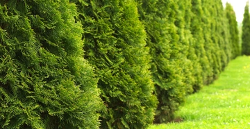 Mehrere grüne Zypressen stehen in einer Reihe auf einem gepflegten Rasen und bilden eine natürliche Hecke in einem Garten oder Park.