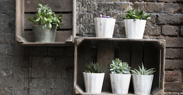 Pflanzen in Töpfen aufgestellt in zwei hölzernen Regalen an einer Ziegelsteinwand.