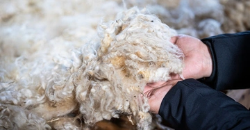 Hände halten einen großen Büschel weißer Wolle während der Hintergrund von verstreuter ungeordneter Wolle bedeckt ist.
