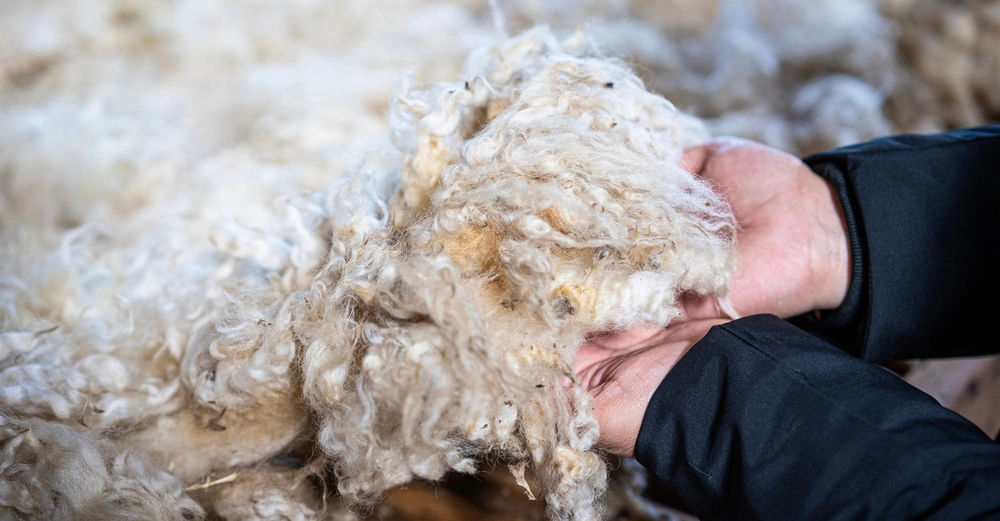 Hände halten einen großen Büschel weißer Wolle während der Hintergrund von verstreuter ungeordneter Wolle bedeckt ist.