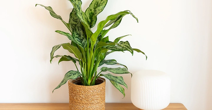Aglaonema in einem eleganten Bastkorb neben weißer Tischleuchte