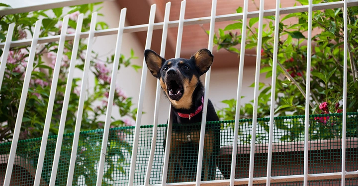 Der Hund des Nachbarn bellt laut vom Balkon aus. Lärmbelästigung durch Haustiere des Nachbarn.