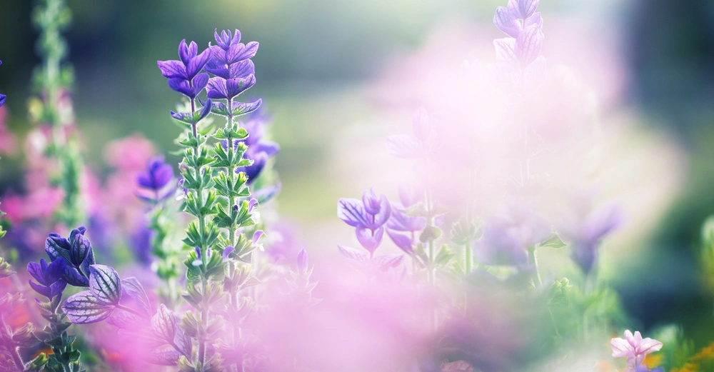 Lila und violette Blumen wachsen in einem verschwommenen grünen Garten bei hellem Sonnenschein.