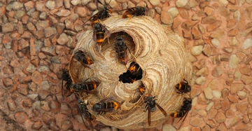 Mehrere Wespen umringen und krabbeln auf einem runden Wespennest das auf einer körnigen wandartigen Oberfläche befestigt ist