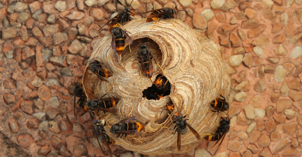 Mehrere Wespen umringen und krabbeln auf einem runden Wespennest das auf einer körnigen wandartigen Oberfläche befestigt ist